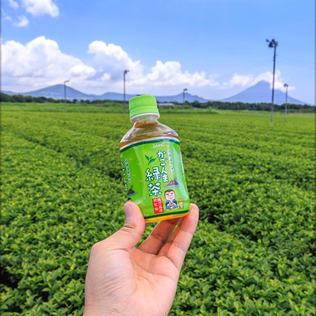 お茶 緑茶 ペットボトル ミニ かごんま緑茶 280ml 48本 送料無料