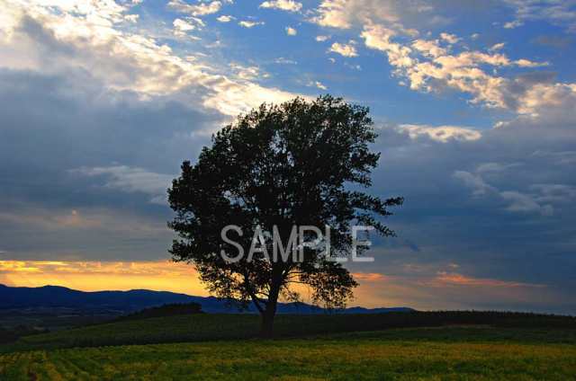 在庫有】 北海道 美瑛 夕方の哲学の木 2LW写真 2ＬＷ-333 copycatguate.com