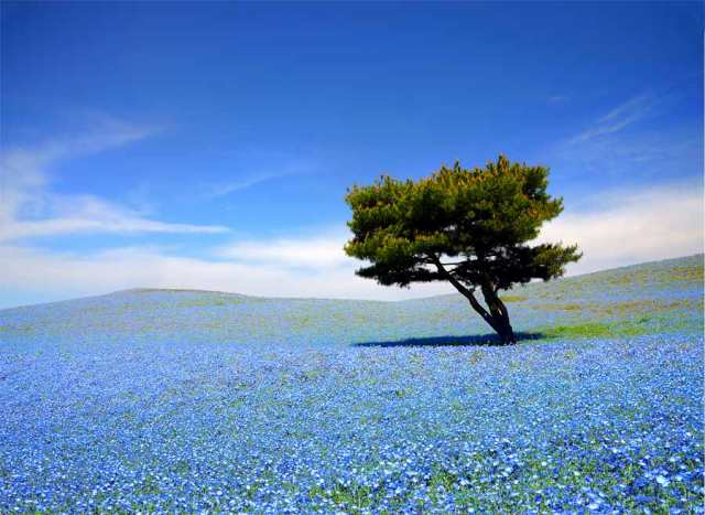 半額クーポン配布中！ 風景写真パネル 茨城 ひたち海浜公園 ネモフィラ 花 ボタニカル インテリア アートパネル ウォールデコ ディスプレイ パネル  写真 プレゼ