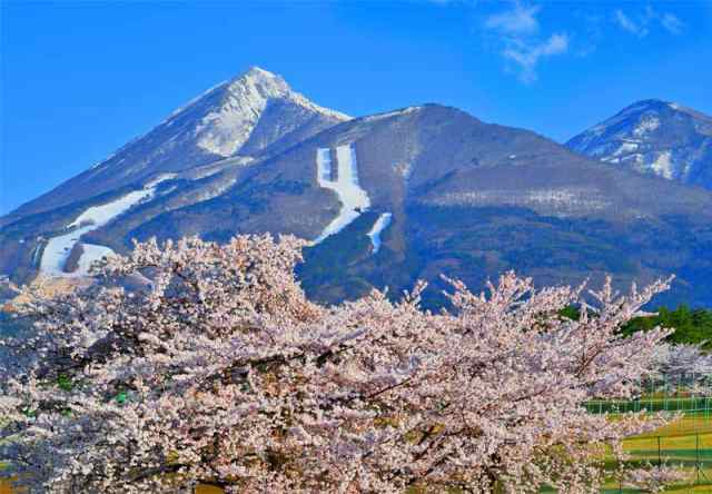 風景写真パネル 福島 猪苗代町運動公園の桜と磐梯山 09 ボタニカル