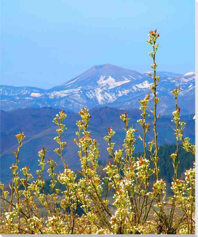 風景写真パネル 福島 吾妻山の雪うさぎと梨の木 ウサギ 兎 ナシ アート