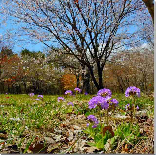 風景写真パネル 福島 土湯 山野草 ボタニカル 花 インテリア アートパネル 写真 景色 パネル プレゼント ギフト お祝い 結婚祝い 新築祝  直売お値下 江戸切子 名入れ グラス ロックグラス 赤 魚子 田島硝子 ガラス