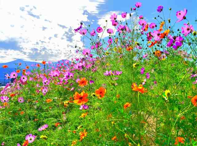 風景写真パネル 福島市 土船 鍛冶屋川 コスモス ボタニカル 花畑 解放