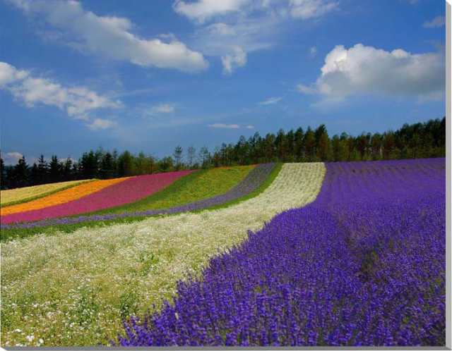 収録タイトル 風景写真パネル 北海道 富良野 ファーム富田 花畑