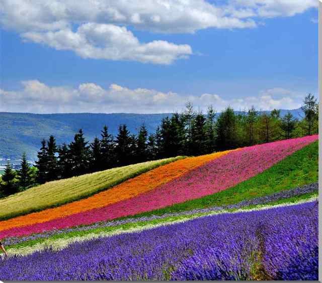 風景写真パネル 北海道 富良野 ファーム富田 花畑 ボタニカルアート