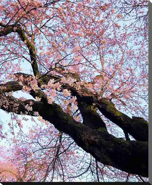 風景写真パネル 茨城 土浦 真鍋小学校 桜 ボタニカル アートパネル