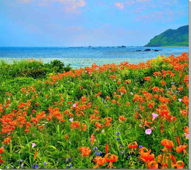 日本通販サイト 風景写真 パネル 山形 飛島 海とオニユリの花