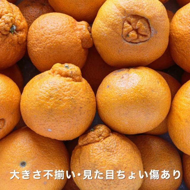 愛媛西宇和産　デコポン　4Lジャンボ　8kg　産地直送