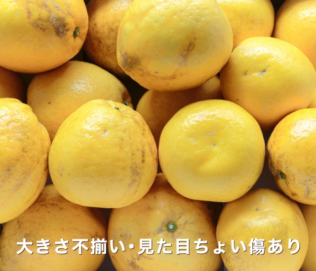 ★限定農家さん 大岩さん のこだわり最上級品★【送料無料】【産地直送】愛媛佐田岬産 ナダオレンジ 訳あり 20kg (5kg×4箱) 「訳あり最上ナダオレ5×4」 河内晩柑 和製グレープフルーツ 美生柑 愛南ゴールド_3