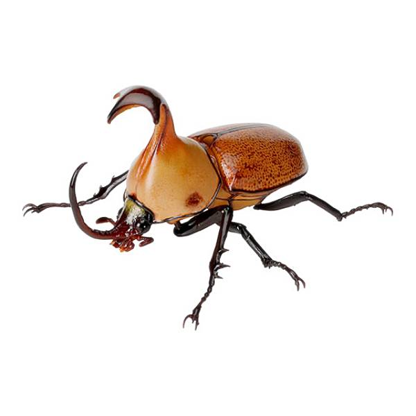 カブトムシ様 クラヴィゲールタテヅノカブト】 いきもの大図鑑 かぶとむし06の通販は