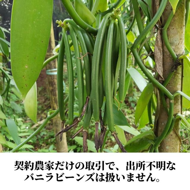 バニラビーンズ 最高級 Aグレード 18-20cm オーガニック 1kg 無
