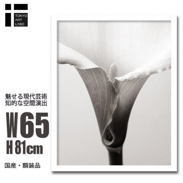 アートポスター 額入り Steven N.Meyers Calla カラー アートパネル レントゲン フォト 花 ひも付き 植物 インテリア アート 壁掛け おしゃれ オランダカイウの通販は 24,640円