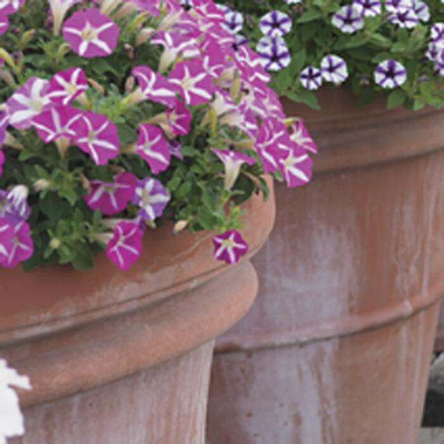 植木鉢 おしゃれ ベノッチ リムポット 65cm 【メーカー直送・同梱不可・代引不可・返品不可】【グリーンポット社】【gp-be-100f】の通販は