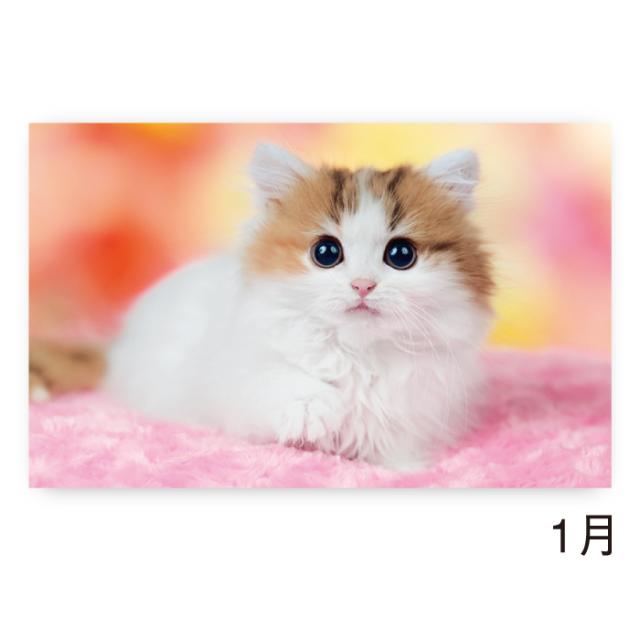 カレンダー 2026年 壁掛け サンキュー・キャット NK455 2026年版