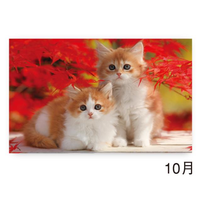 カレンダー 2026年 壁掛け サンキュー・キャット NK455 2026年版