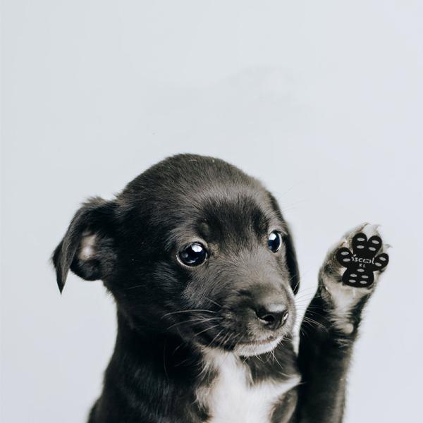 犬 靴下 セット　一枚48円 滑り止め 肉球シール 400枚 犬の靴 フットパッド 犬用　商品動画あり 一年間分 散歩用 足裏シール 犬靴 ドッグシューズ 脱げない 保護の通販は