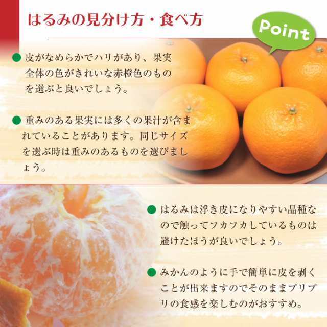 はるみみかん　愛媛県産ほか　高糖度　予約　1月25日-2月28日の納品]　甘い　PAY　柑橘　約1.5kg　マーケット　はるみ　au　PAY　みかん　サロンドフルーツ２　果実ギフトの通販はau　マーケット－通販サイト