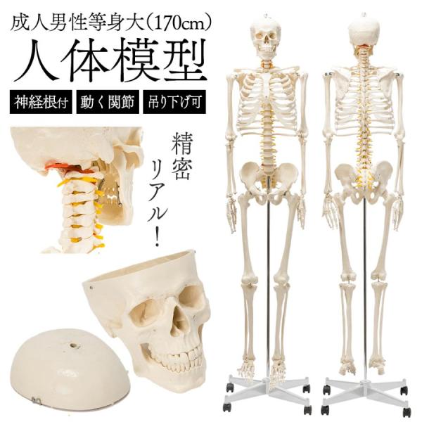 コヨーテ 全身骨格標本 ☆即納☆ コヨーテ 全身骨格標本 ☆ - 頭骨