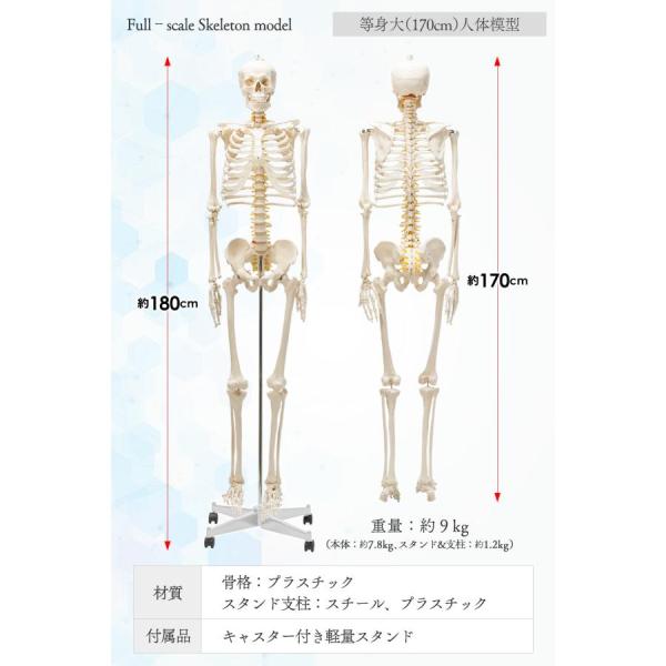 骨模型　全身　等身大　キャスター付　整体院　整骨院 骨模型全身等身大キャスター付整体院整骨院