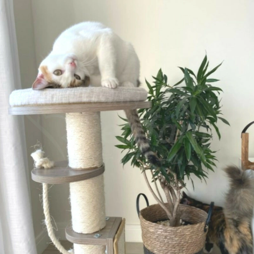 【M-PETS】ジョージキャットタワーの通販は