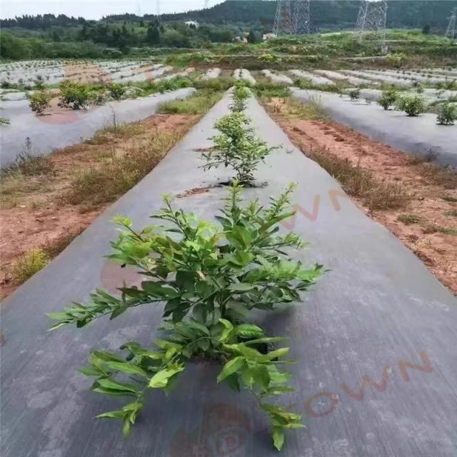 防草シート 3m×100m 農用シート 草よけシート 雑草防止 耐用年数 2-3年 厚さ約0.5mm 防草シート・黒 砂利下 人工芝下 国華園_5