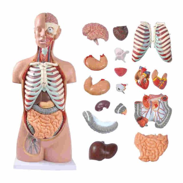 透明人体模型 12パーツ 透明人体模型 12パーツ 人体模型 85cm 17パーツ 人体胴体 等身大 人体解剖