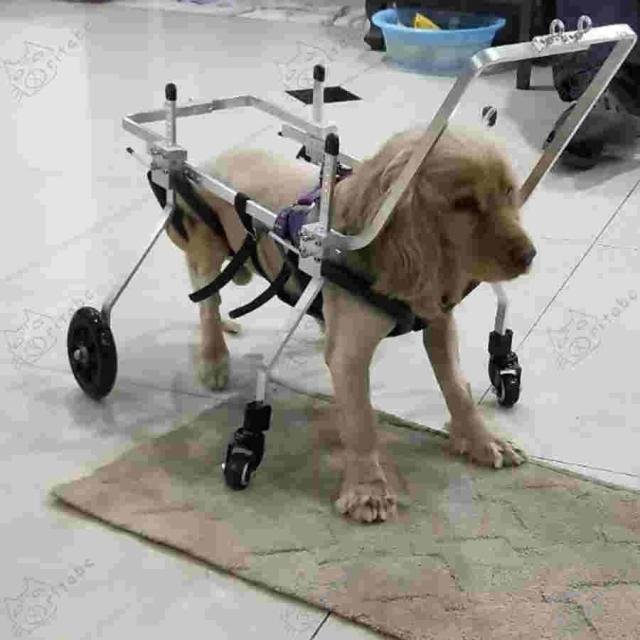 犬用歩行器 親友 - 犬車椅子調節可能な4輪ステンレス鋼カートペット/猫犬車椅子後肢障害者用リハビリテーション 犬用車椅子_6