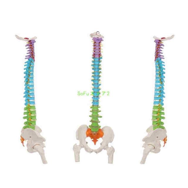 スタンド付き脊椎模型 可動式脊椎模型 約90cm 椎間板突出