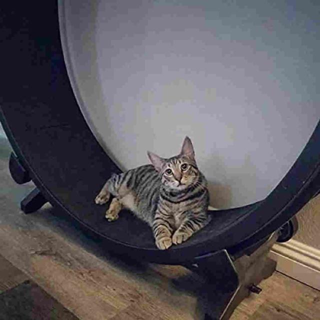 キャットエクササイズホイールローラーキャットランニングホイール直径1.2メートルはあなたの元気な猫に最適_1