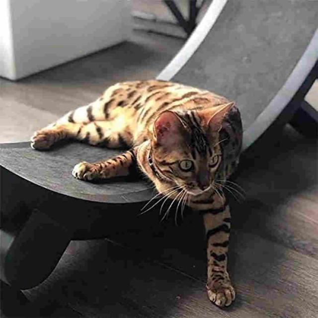キャットエクササイズホイールローラーキャットランニングホイール直径1.2メートルはあなたの元気な猫に最適_5