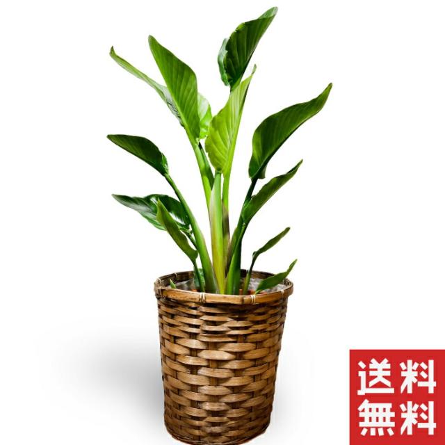お中元 観葉植物　オーガスタ　8号 八号鉢　観葉植物 中型 おしゃれ インテリア ギフト 祝い 開店 誕生日 新築 プレゼント ラッピング 御中元