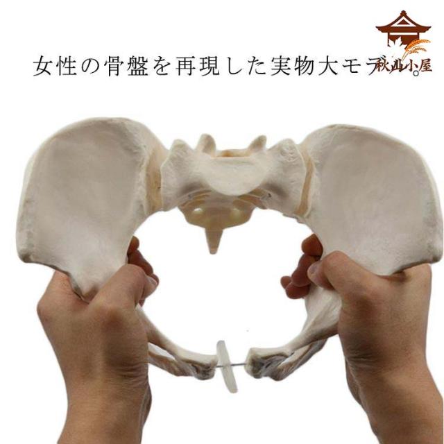 動かすことができる骨盤模型 等身大 女性 可動型 学習ツール PVCプラスチック製 骨盤 女性骨盤 科学教室 分解はできません