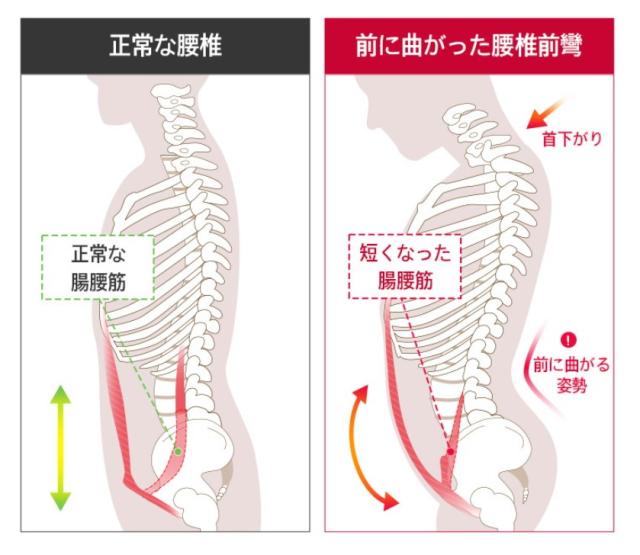 ダイエットグッズ シェイピーコア ダイエット ジム ピラティス 腸腰筋 