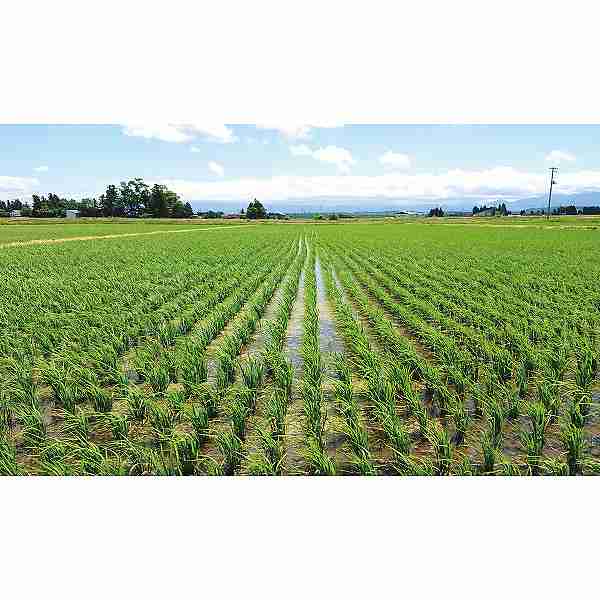 【直送/送料無料】山形県置賜産　つや姫特別栽培５ｋｇ_5