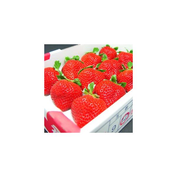 福岡県産 いちご 特選 あまおう １２粒入り 　イチゴ 　お歳暮　ギフト　お歳暮ギフトにおすすめ  クリスマス　 出荷予定：１２月上旬〜の通販は 6,142円