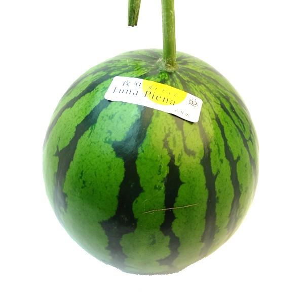 お歳暮 高知県産すいか　ルナピエナ　１玉　真冬に味わえるスイカ・ルナピエナ　ギフト　発送予定：１１月上旬〜 5,518円