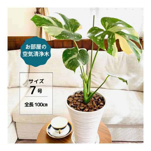 観葉植物 おしゃれ モンステラ バリエガータ 斑入り スラッシュ模様のシェイプ鉢 6号 受け皿付き インテリア ギフトの通販はau PAY マーケット  - LovelyPocket au PAY マーケット店 | au PAY マーケット－通販サイト