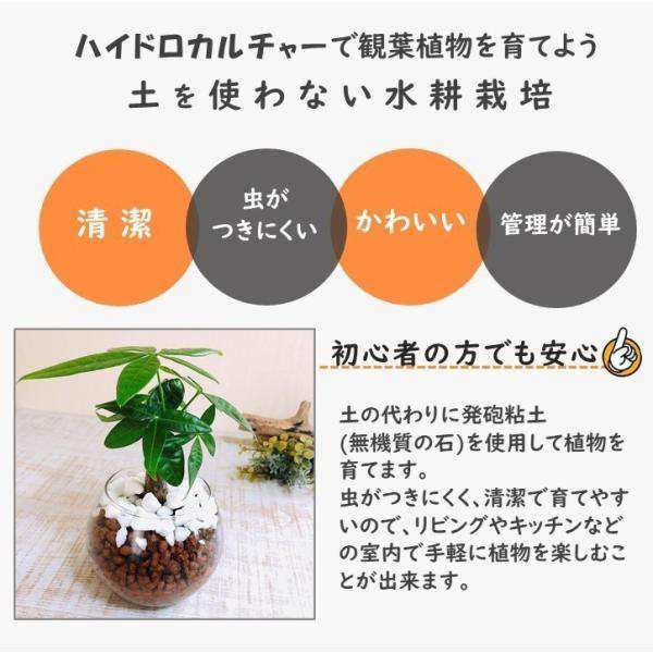 ハイドロカルチャー 観葉植物 ガジュマル 斑入りアイビー ロックグラス容器 の通販はau PAY マーケット - LovelyPocket au  PAY マーケット店 | au PAY マーケット－通販サイト