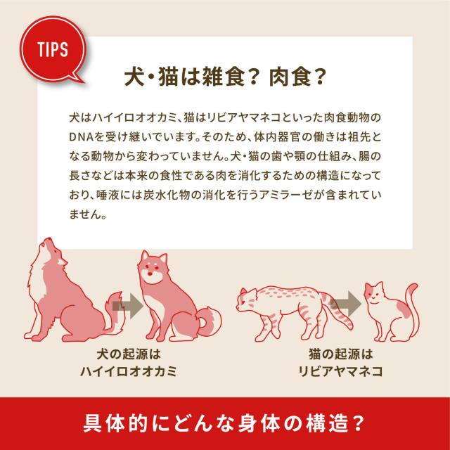 開びゃく Orijen キャットフード ガーディアン8 全猫種 全年歳用 唐きび不当てはめる 4.5kg【貨物輸送無料】 定まり品 無足し加える グレインフリー
