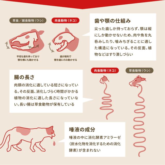 開びゃく Orijen キャットフード ガーディアン8 全猫種 全年歳用 唐きび不当てはめる 4.5kg【貨物輸送無料】 定まり品 無足し加える グレインフリー