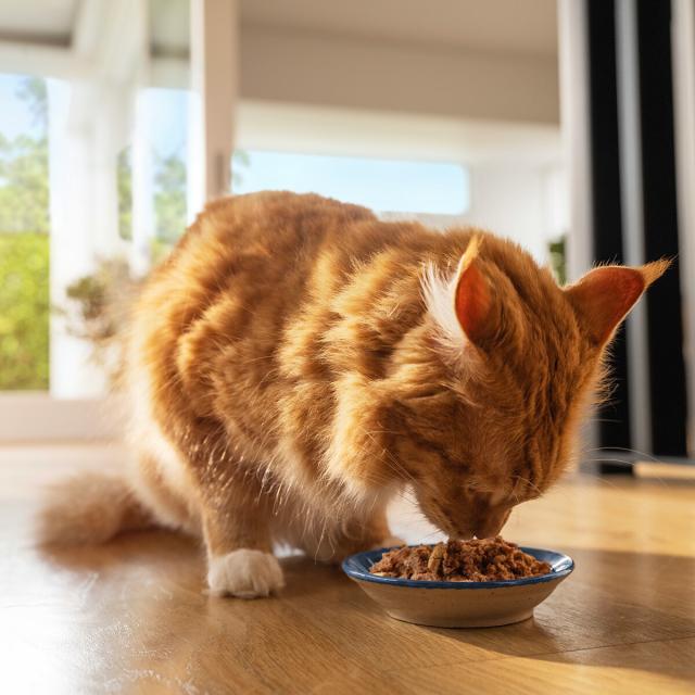 ジウィ ZIWI キャットフード キャット缶 マッカロー＆ラム 85g×24缶【送料無料】 正規品 無添加 ジウィピーク_11