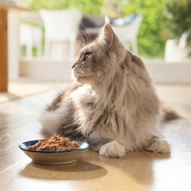 ジウィ ZIWI キャットフード キャット缶 マッカロー 185g×12缶【送料無料】 正規品 無添加 ジウィピーク_9