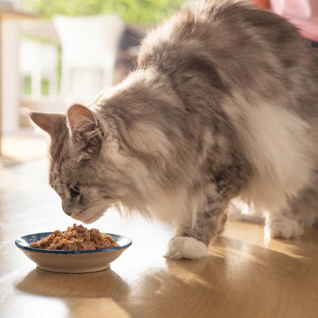 ジウィ ZIWI キャットフード キャット缶 マッカロー 85g×24缶【送料無料】 正規品 無添加 ジウィピーク_10