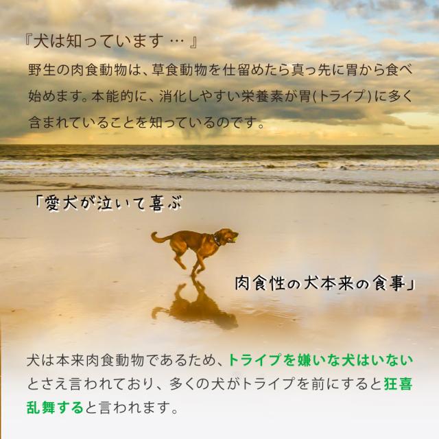 ニュートライプ GFドライ ドッグ ラム＆サーモン with グリーントライプ 12kg 送料無料グレインフリー 穀物不使用 犬 ドッグフード 無添加_8