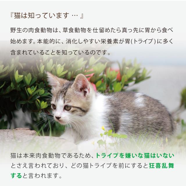 ニュートライプ GFドライ キャット サーモン＆チキン with グリーントライプ 1.8kg×6個セット_8