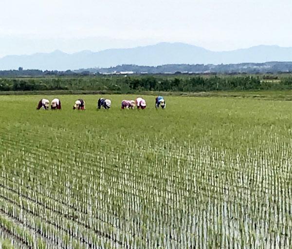 自然栽培米 ササニシキ 石山 玄米 5kg　プレミアム10　秋田県産　無肥料 無農薬　木村農法　自然栽培の先駆者 石山さん生産の芸術栽培米の中でも最高品質_1