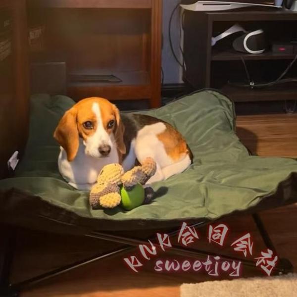 犬ベッド ドッグコット 夏用 60kg耐荷重 脚付き KNK ペットコット ペットベッド 折りたたみ 地面から離れ 蒸れにくい キャンプ アウトドア 大型犬対応 通気性