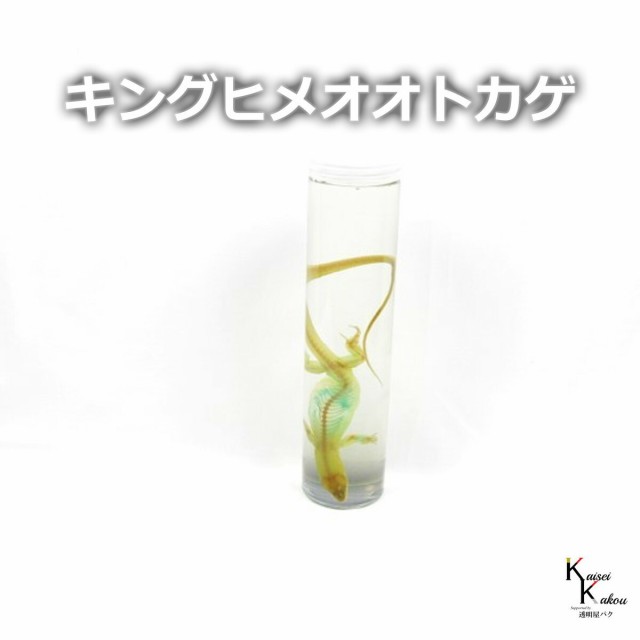 「透明標本　キングヒメオオトカゲ」 標本 研究 骨格 骨 インテリア 雑貨 スケルトン クリア おしゃれ 透明瓶 透明ボトル グリセリン 解の通販は