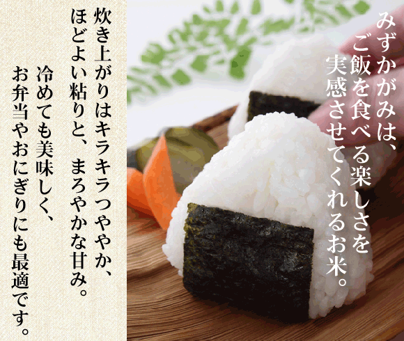 令和7年産 無洗米 滋賀県産 みずかがみ 10kg(5kg×2袋)  [翌日配送] 送料無料 /北海道沖縄へは別途送料760円_5