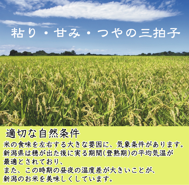 令和7年産 無洗米  北海道産ななつぼし5kg と 新潟県産コシヒカリ5kg の計10kgの組合せセット 【送料無料 [翌日配送]/北海道沖縄は別途送料760円】_2